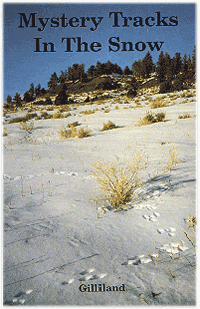 MYSTERY TRACKS IN THE SNOW.